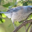 Mexican Jay